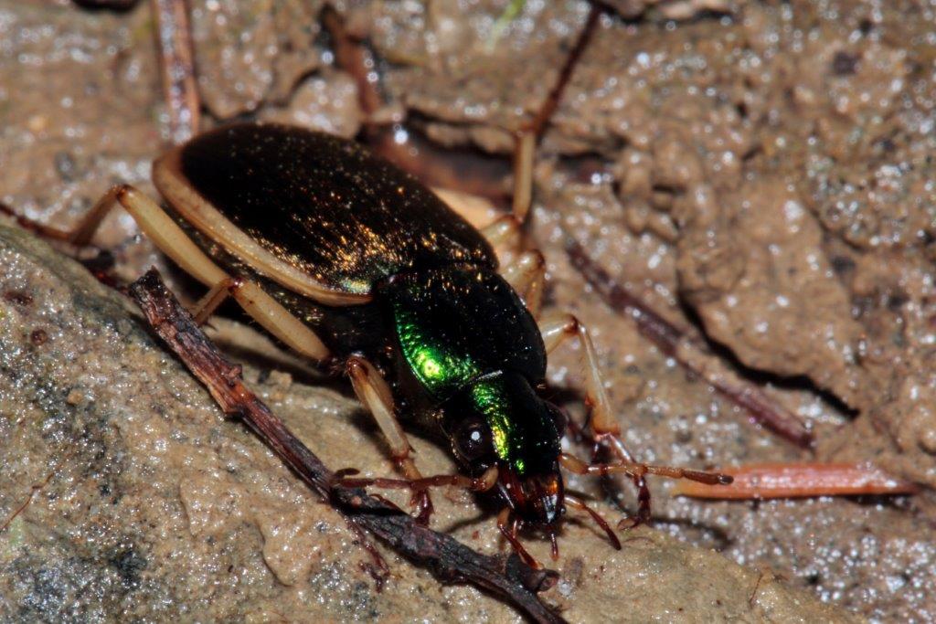 Carabidi da id: Chlaenius velutinus velutinus